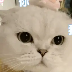 表情包:超可爱的萌宠猫咪动态静态表情包_时候_种类_不知道