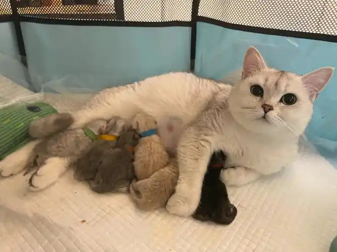 蓝金爸爸77银渐层麻麻生的五颜六色宝宝