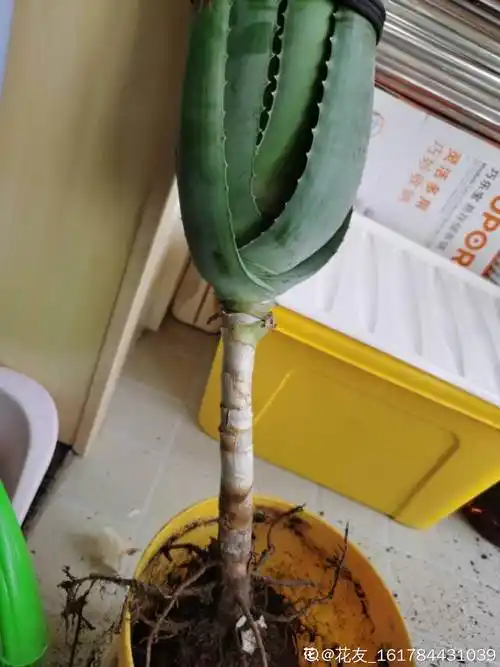 6年芦荟芦荟杆太长太高头重脚轻怎么办