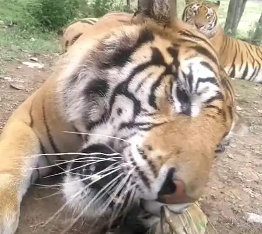 虎子饭后用牙签,但声音是僵尸虎