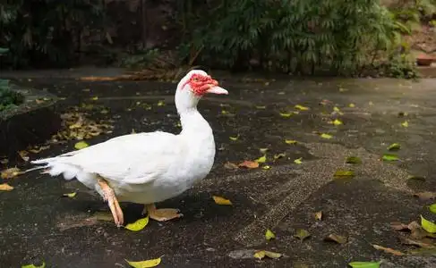 生活在森林中亚洲的野生灵猫混合麝香玫瑰麝香猫抱着小猴子的麝香猴