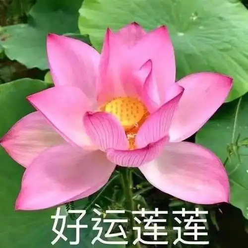 并且遭到了无情的吐槽#头像  #头像分享  #吐槽  #老年  #大爷大妈