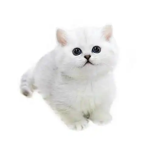 银渐层纯种猫矮脚猫折小猫活体英短幼猫活物宠物猫咪