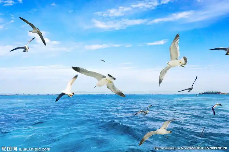海水海鸥