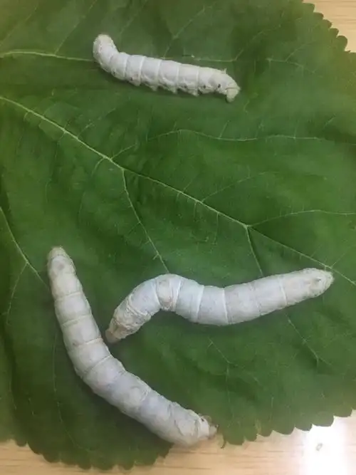 6月13日,一早上又死了两条蚕宝宝.剩下三条相依为命.