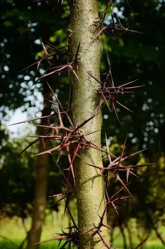 乡土植物这种浑身带刺的植物曾经可是天然洗洁剂