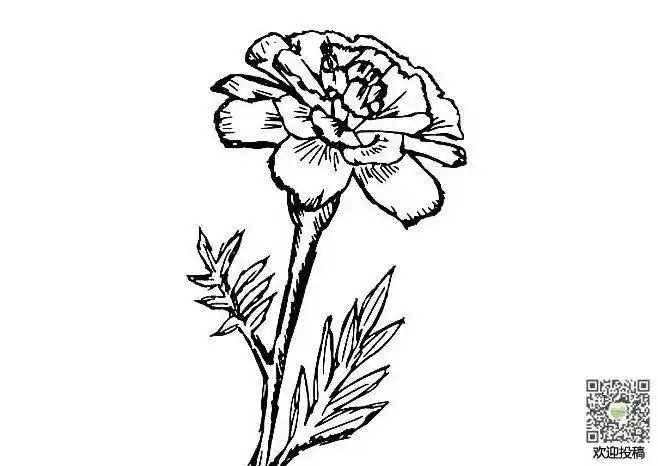 花边儿边框简笔画