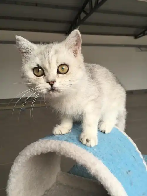 高贵 气派 银渐层立耳母4个月