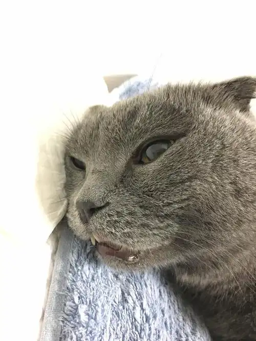 蓝猫折耳遗传性先天性心脏病发病3天病逝希望大家引以为戒