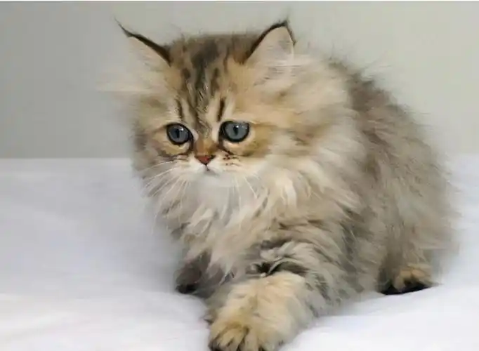 "金吉拉猫"跟"波斯猫"有什么区别?这几点很多人还不知道