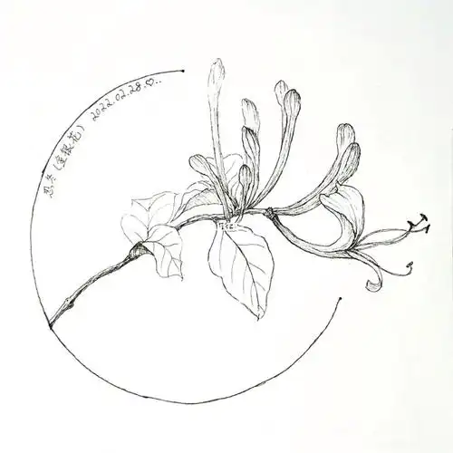 绘画日常27金银花忍冬