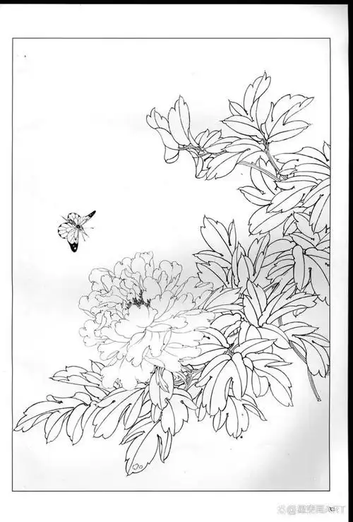 美术教学示范作品《白描牡丹》,跟吴星老师一起画工笔花鸟