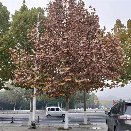 基地定制法桐规格齐全绿化法桐树户外栽植ft78长势旺盛