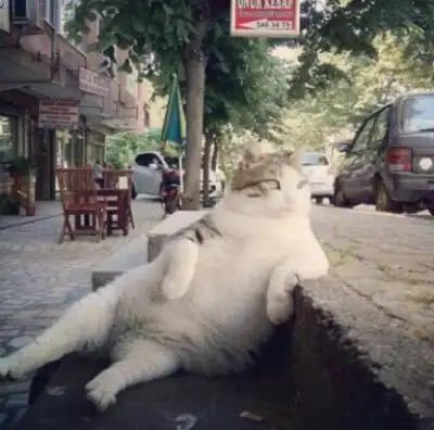 热门萌宠榜#待我长发及腰,遮住一身肥膘,纵然虎背熊腰,也要高冷傲娇