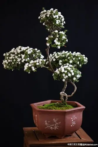 六月雪盆景