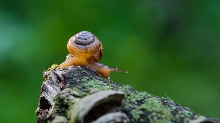 蜗牛- 摄影大赛2019 - 国家地理中文网