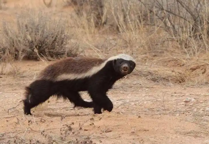 平头哥是什么动物(平头哥为什么那么记仇)-图10