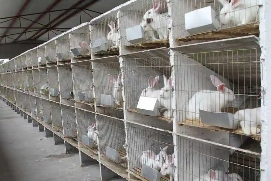 1,兔子的养殖技术及方法