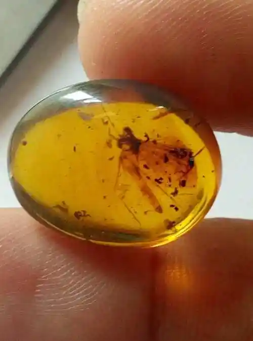 天然琥珀虫珀大个戒面直径重量看图珍贵奢侈品品
