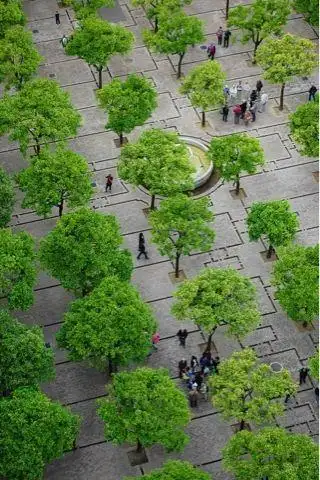 (树阵)#(树阵广场)#(树阵景观)#(主景树)#(景观树)#(树)#(大树)