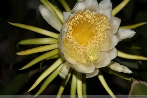 霸王花~开 - japan - japan的博客