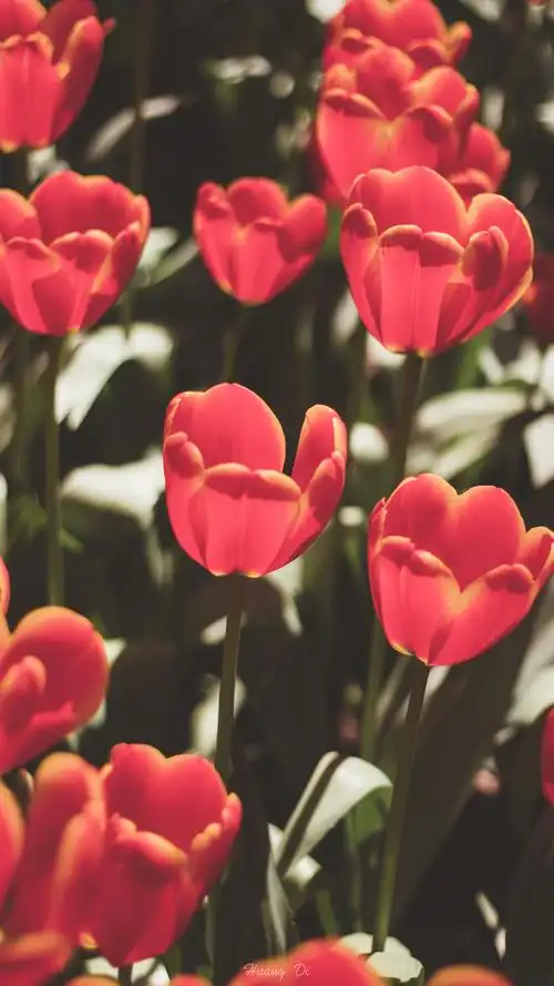 花卉绿植风景摄影手机壁纸