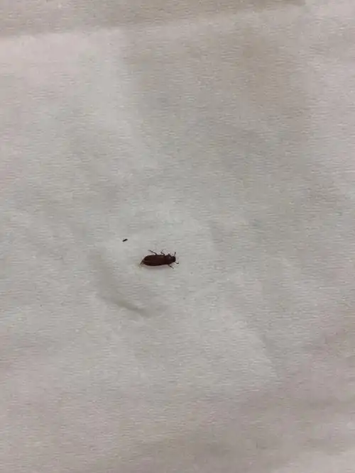 请问各位大神,这是什么虫子?老是出现在卧室的衣柜和床上?