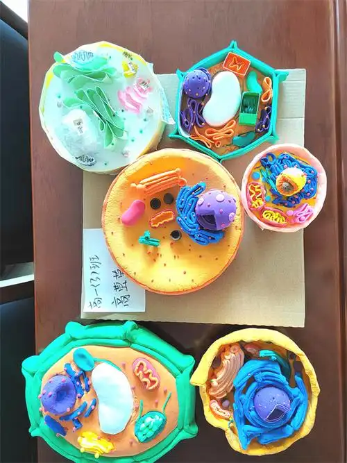 精彩微观魅力生物丨第四届真核细胞三维结构模型制作大赛