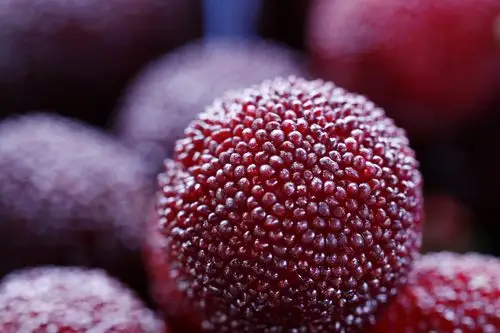 诱人的杨梅图片第12张