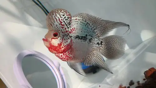 标题: 入手的元宝罗汉 6百买的,买贵了没?