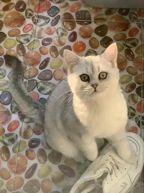 8888元买的银渐层值不值