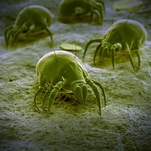 说起螨虫,大家可能都不陌生,或多或少地有些了解,认为螨虫嘛,不痛不痒