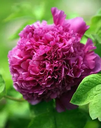 我们一起来看看中国牡丹的十大品种!