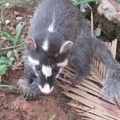 海南野味批发报价,唐记供应报价合理的野味食材
