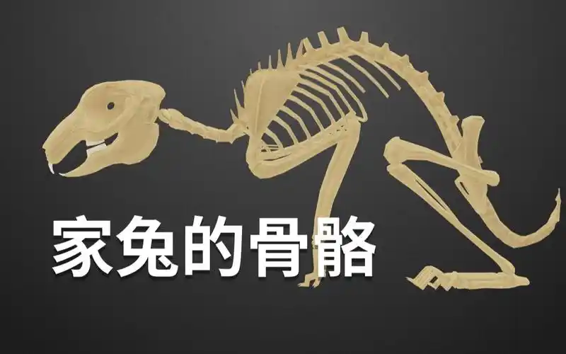 【生物】八年级上 2.1—家兔的骨骼_哔哩哔哩_bilibili