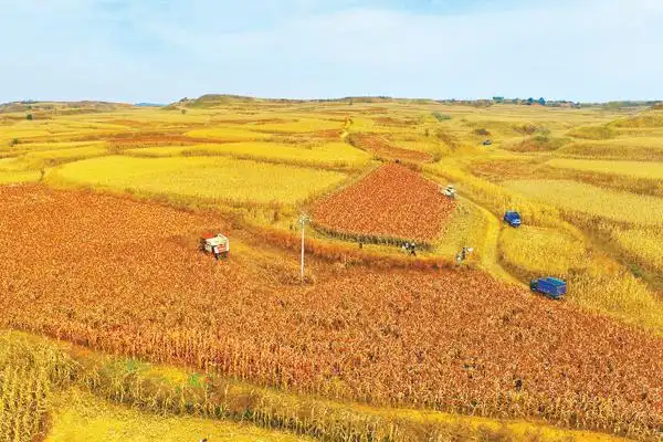 沁县中里村田野奏响丰收曲