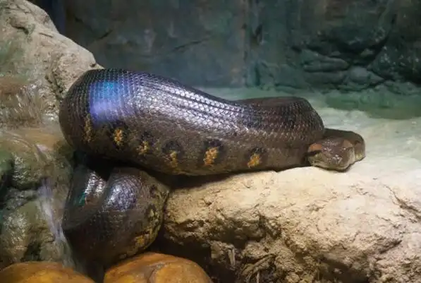 世界上最大的蛇绿水蚺