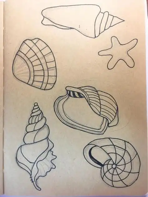 怎么画贝壳 怎么画贝壳简笔画图片