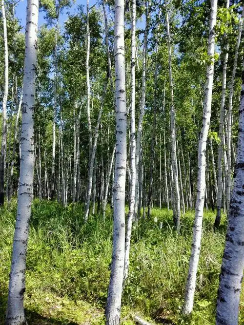 白桦林,山涧溪流等自然风光秀美,成为许多游客夏季观光避署的好地方