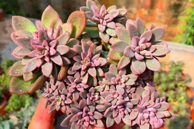 "紫心"多肉,三年长一大盆,这货太喜欢爆芽了