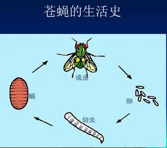 苍蝇的生活习性|成都灭鼠公司—四川非凡有害生物防治有限公司