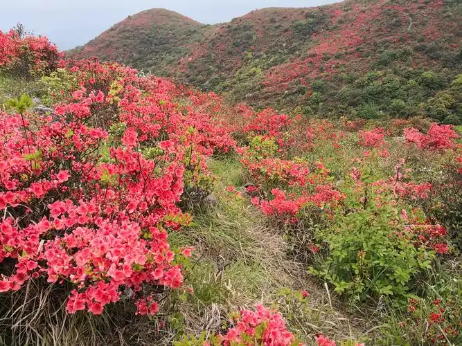 石城八挂脑一一满山遍野映山红