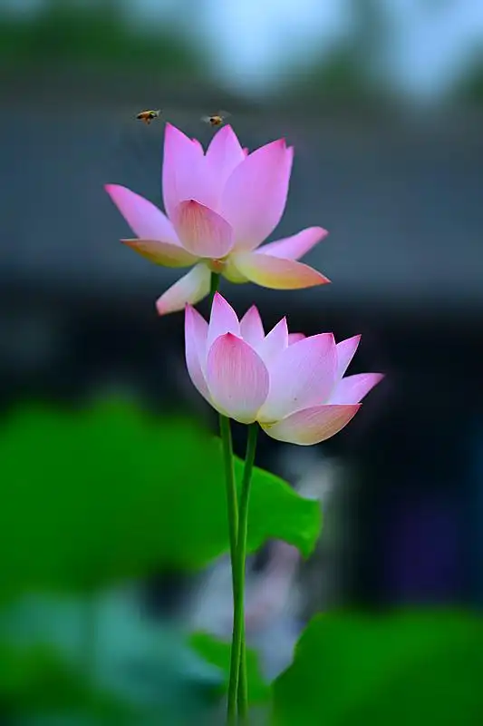 关于夏日的美景最美不过于荷花可关于夏日最美的诗词你知道么