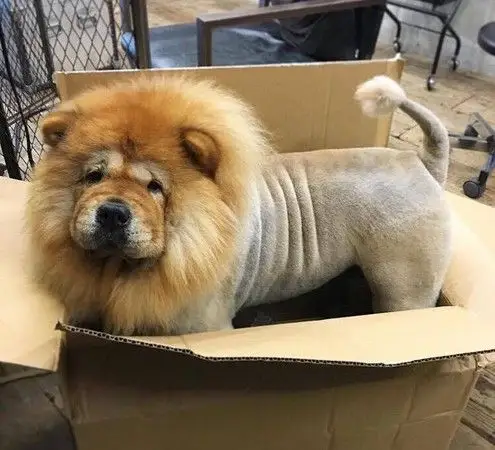 关西空港捕获狮子王? 原来是超呆萌松狮犬