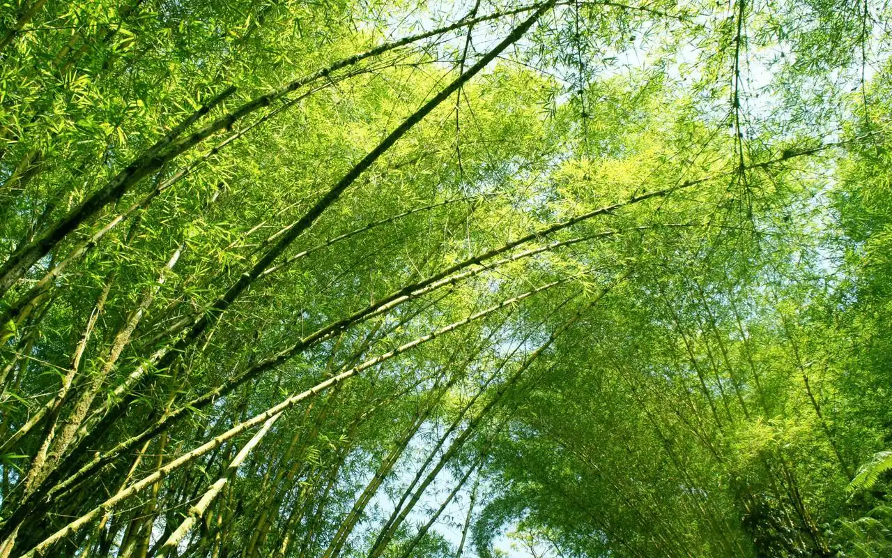 花海唯美意境高清电脑壁纸