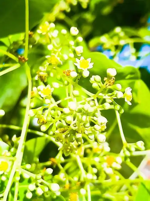 樟树花香,香飘绿道