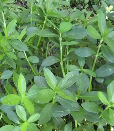 过塘蛇(水盖菜,崩草,水龙,猪肥草)图片及简介