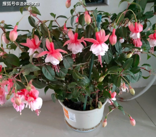 原创倒挂金钟盆栽日常多注意这些地方