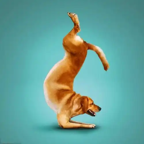 (双手合十,准备进入冥思.