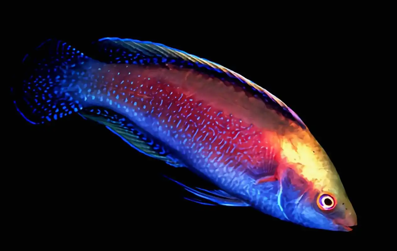 每天认识一种动物——斑点鹦鹉鱼 斑点鹦鹉鱼别名大斑丝鳍鹦鲷,原产于